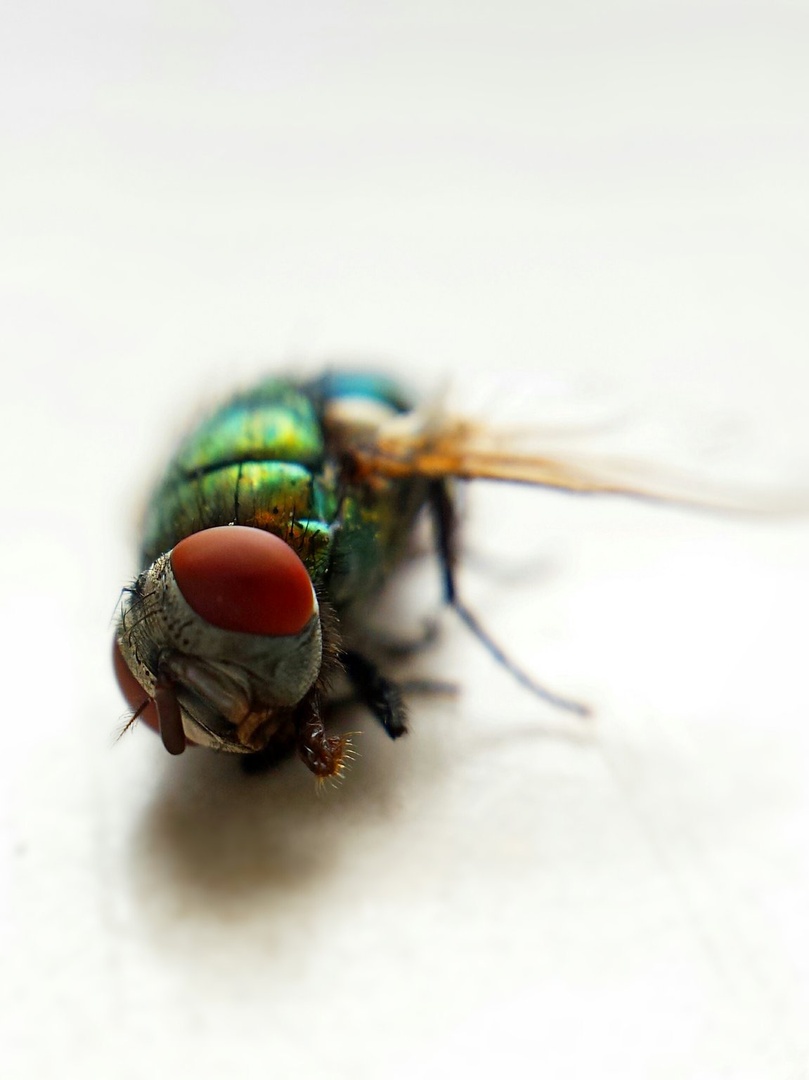 RIP fly by