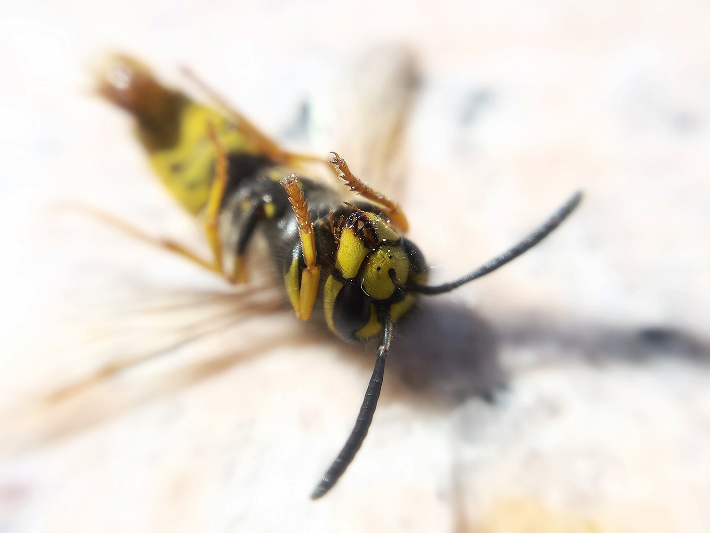 RIP wasp by
