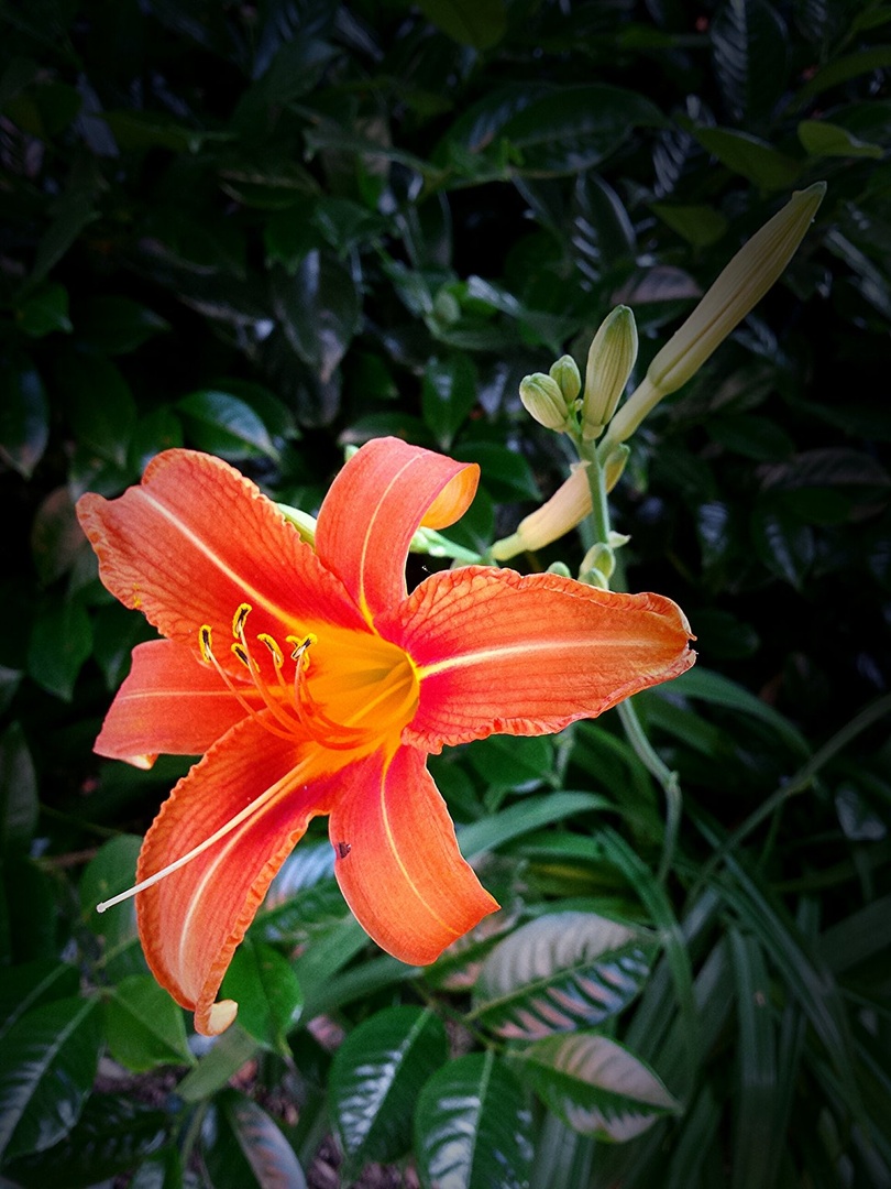 flower power by