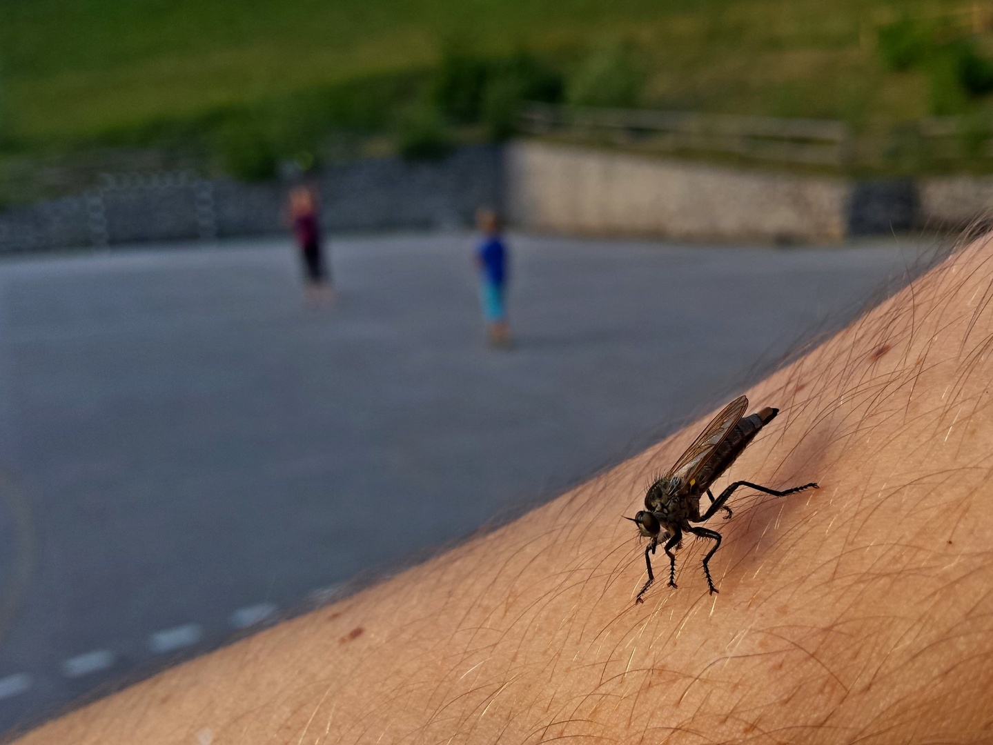 novi igralec by