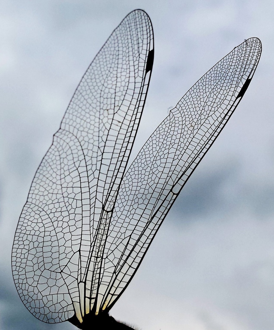 odonata's wing by