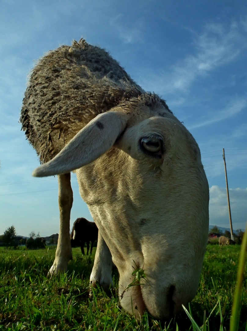 beeeeee by