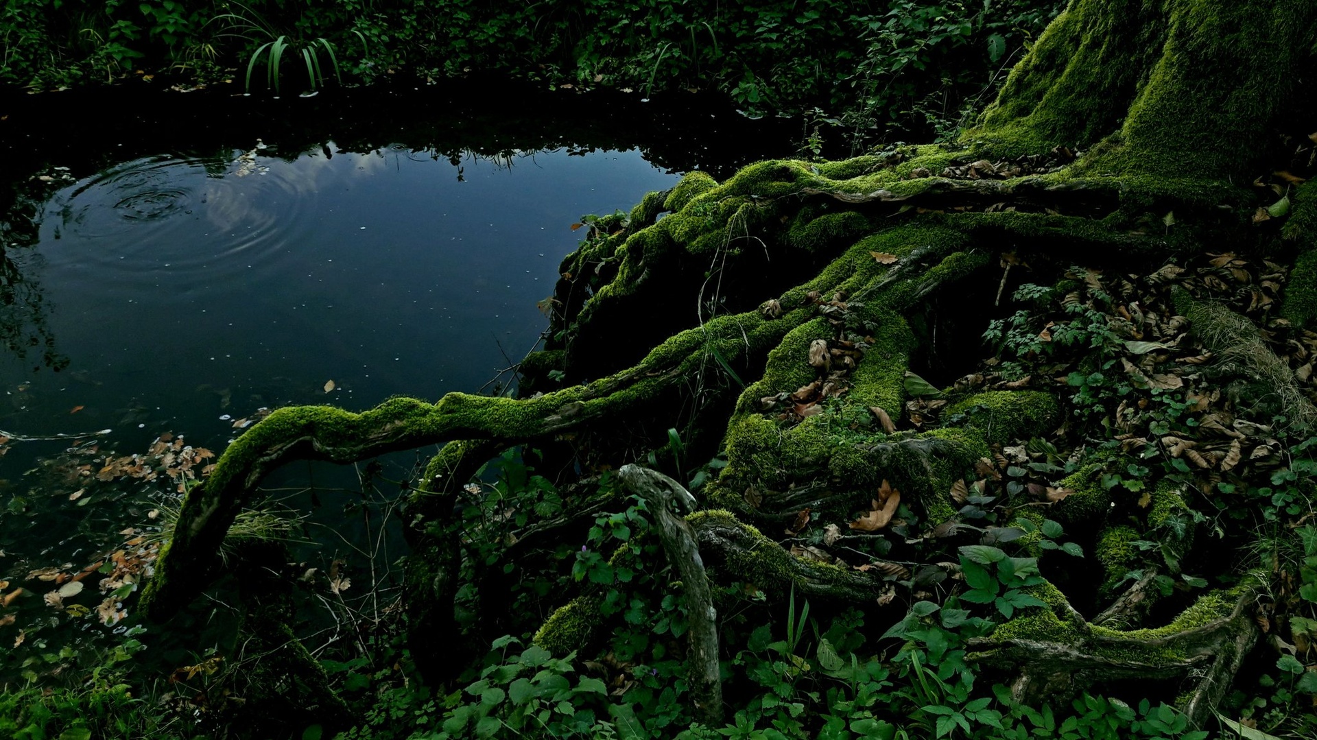 green is life by