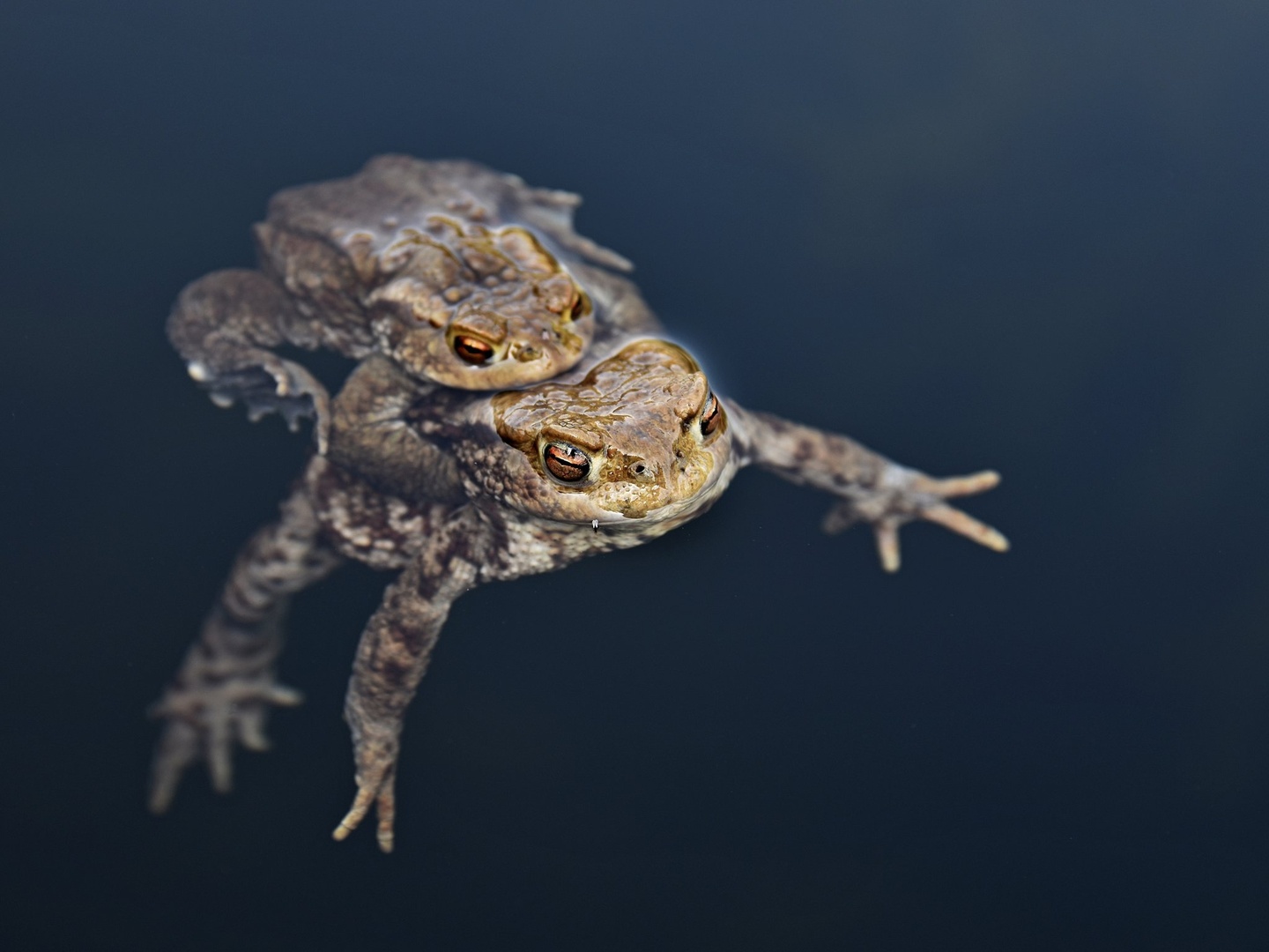 froggy style by