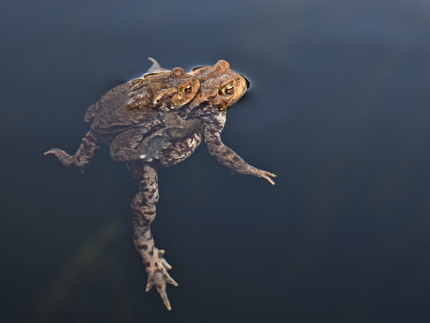 frog's love hug by