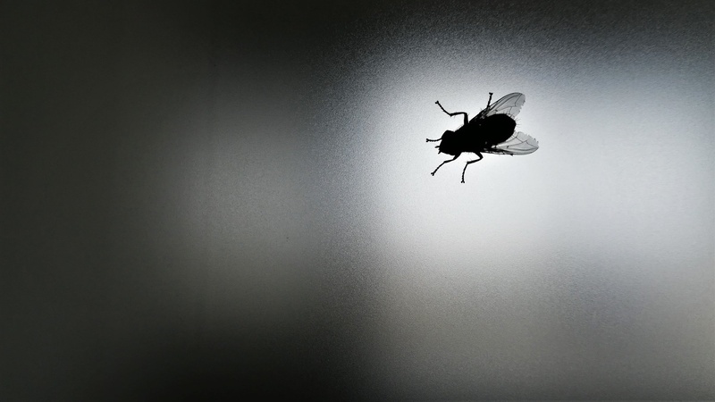 priletela muha na zid, ... by impossible