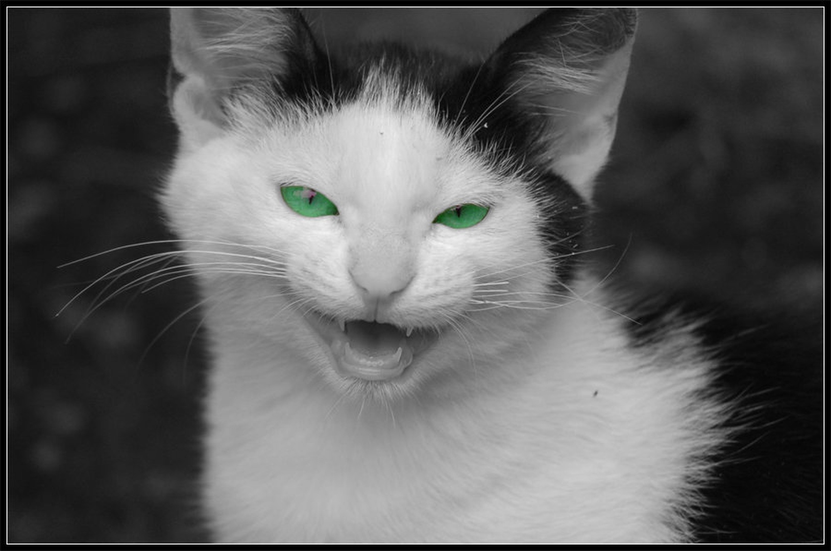 evilcat by ten