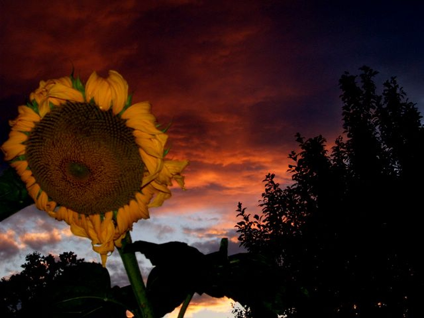 sončnica malo drugače by edo rodosek