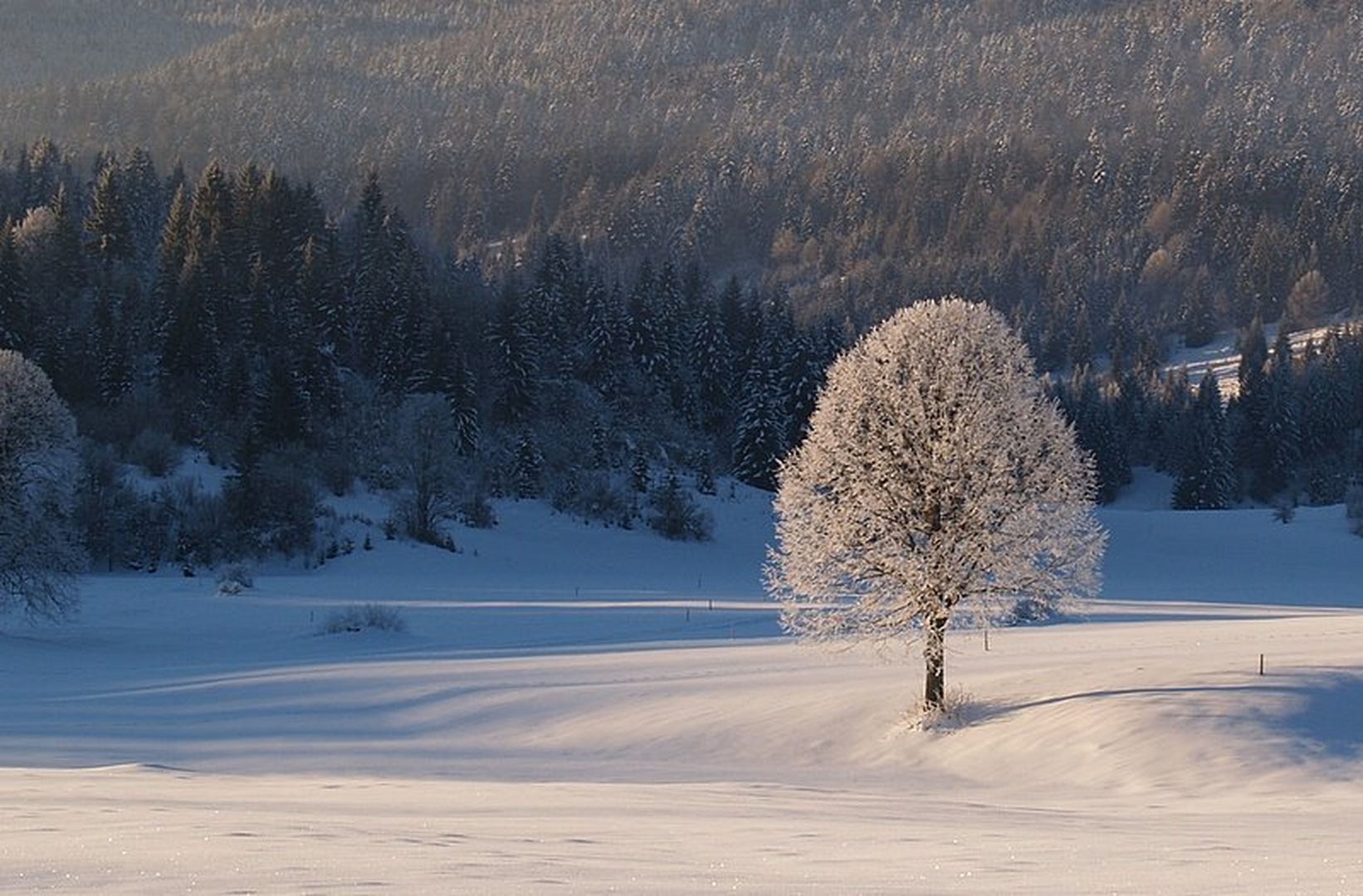 cvetoča češnja by edo rodosek