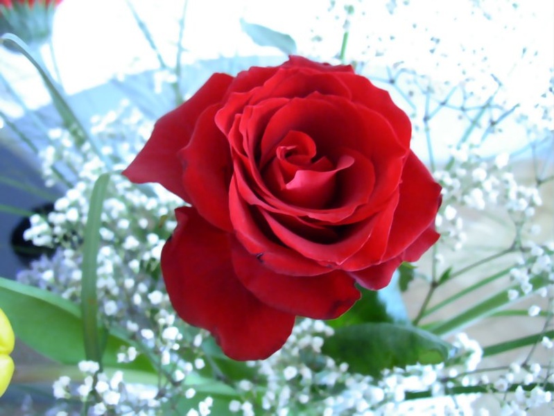 the heart of a  rose by rancid