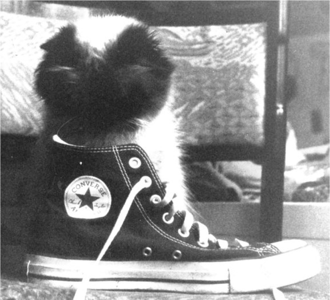 ALLStaR KittY by rancid