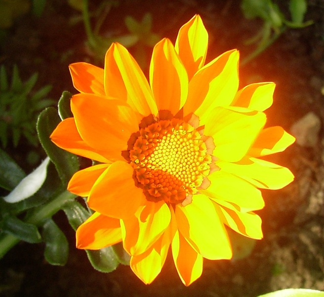 On the sun by rancid