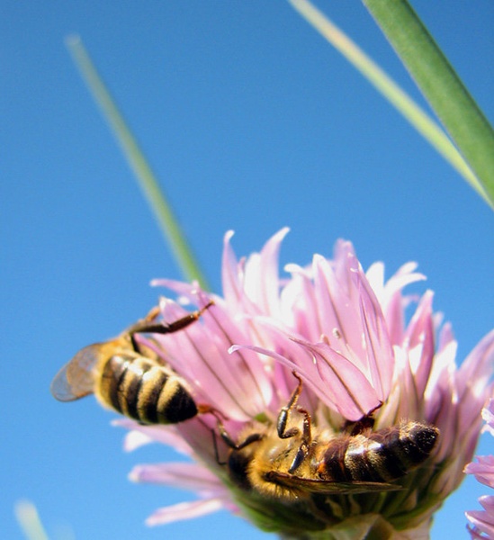 Prva na vrhu!! by Jure
