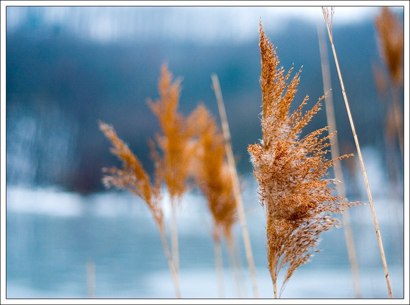 zimsko cvetenje... by Wini Winian