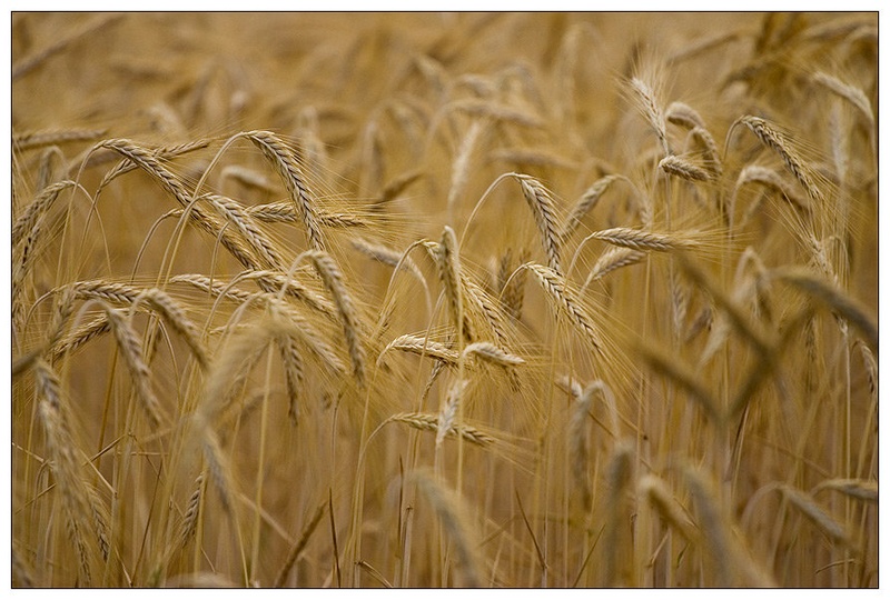 Zlato polje by Wini Winian