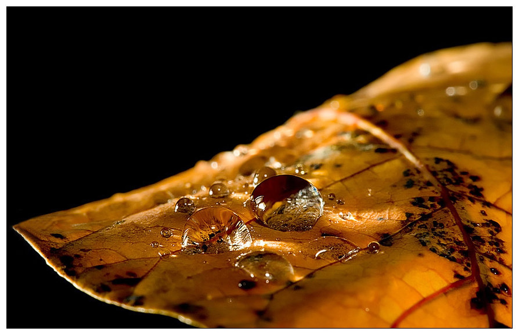 Jesen pod drobnogledom by Wini Winian