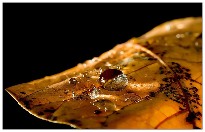 Jesen pod drobnogledom by Wini Winian