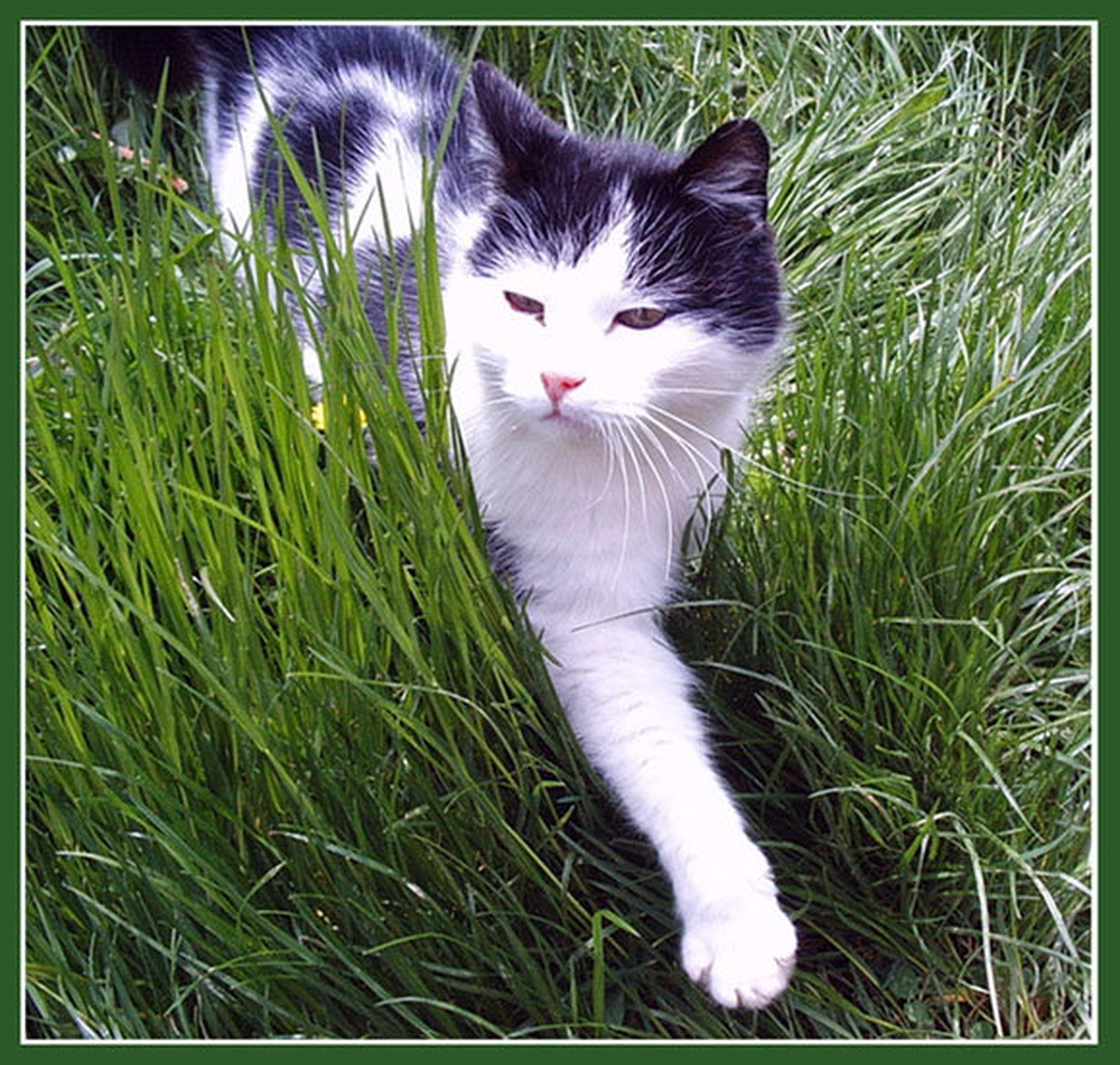 caty by dare brenko