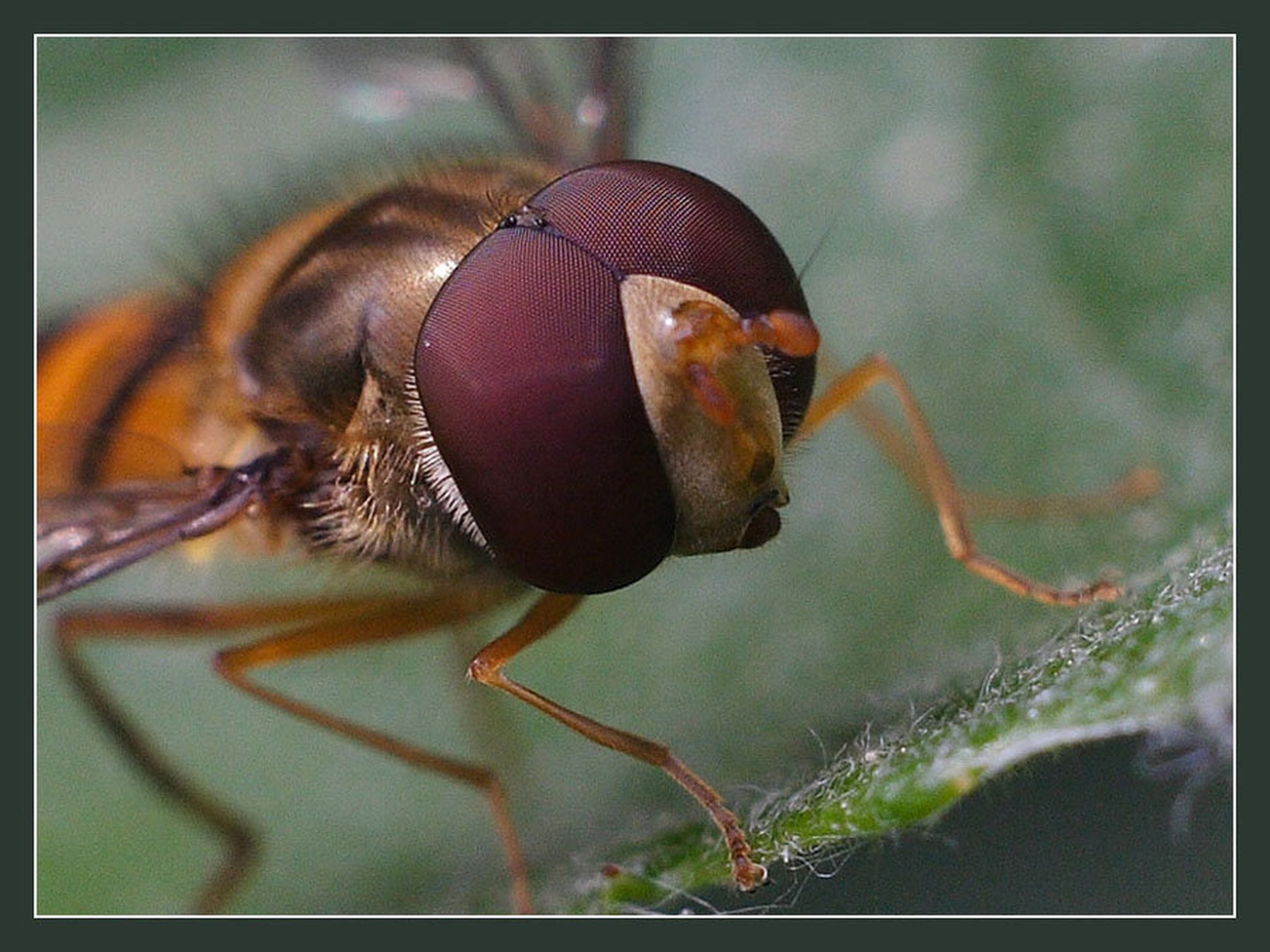 model by dare brenko