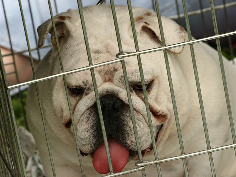 let me out !!! by gašper svetlin