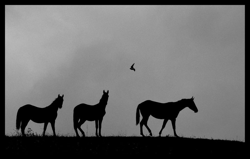 Beer For My Horses by Gašper Trampuš