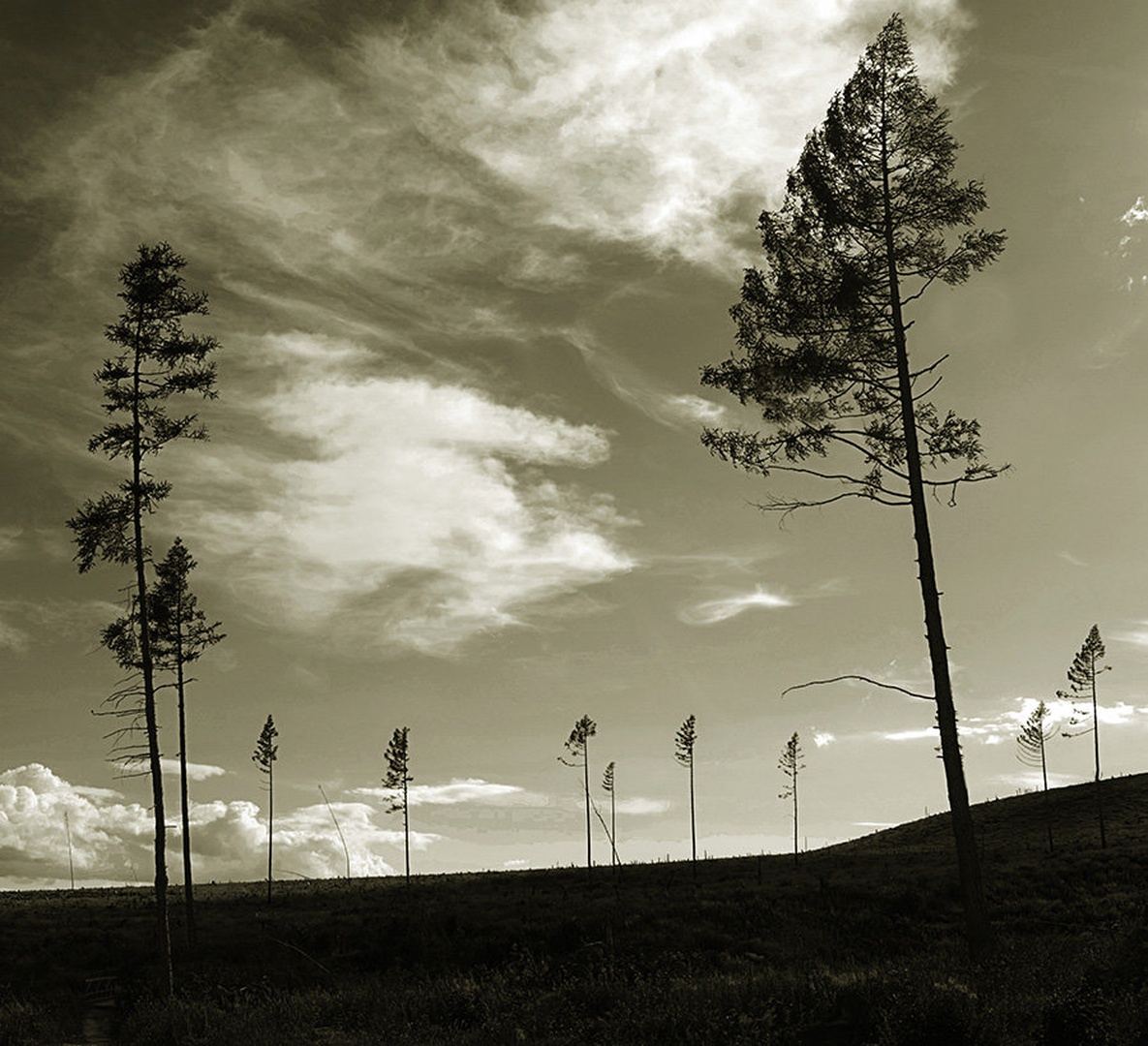 the last ones by