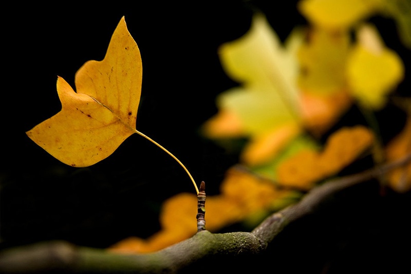 autumn colors by jari