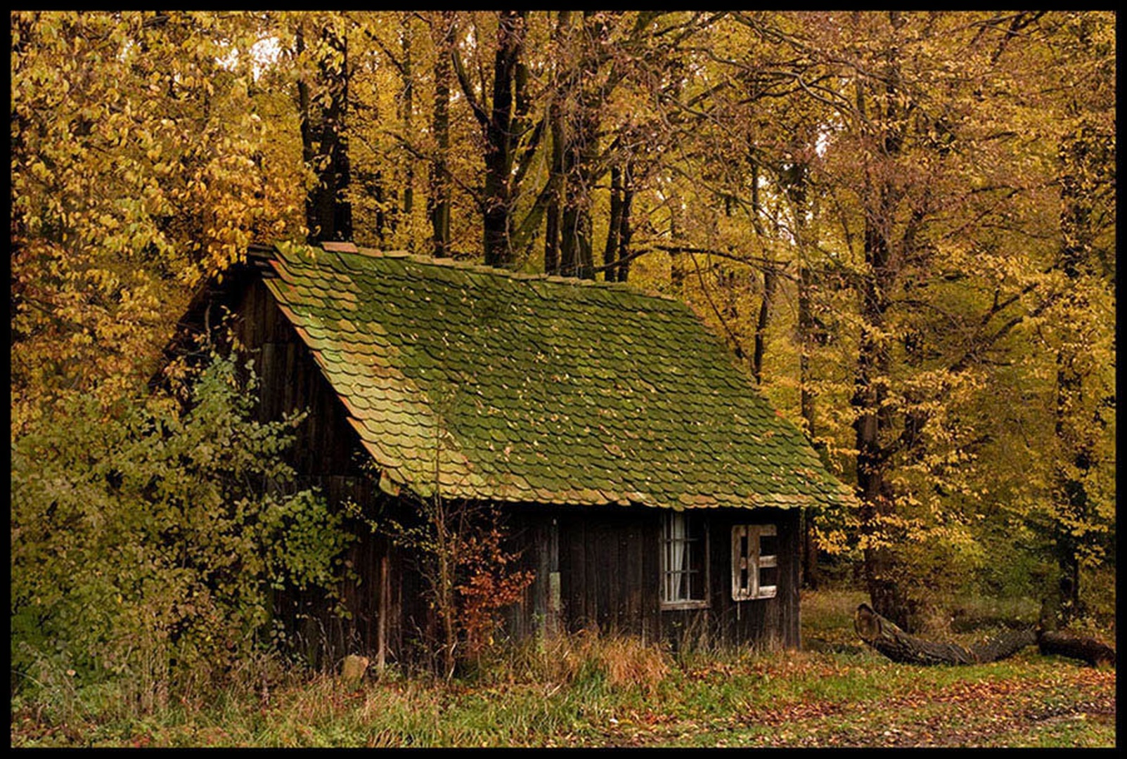 house in the woods by