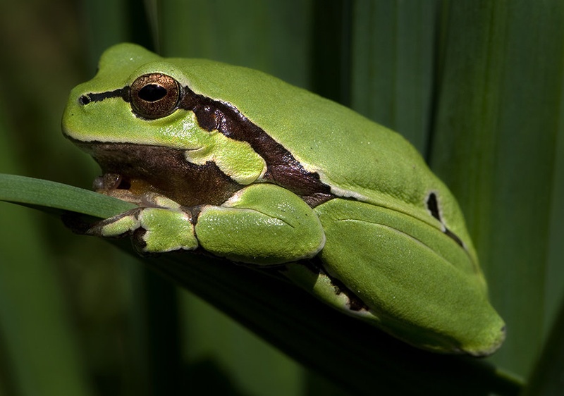 Kermit by jari