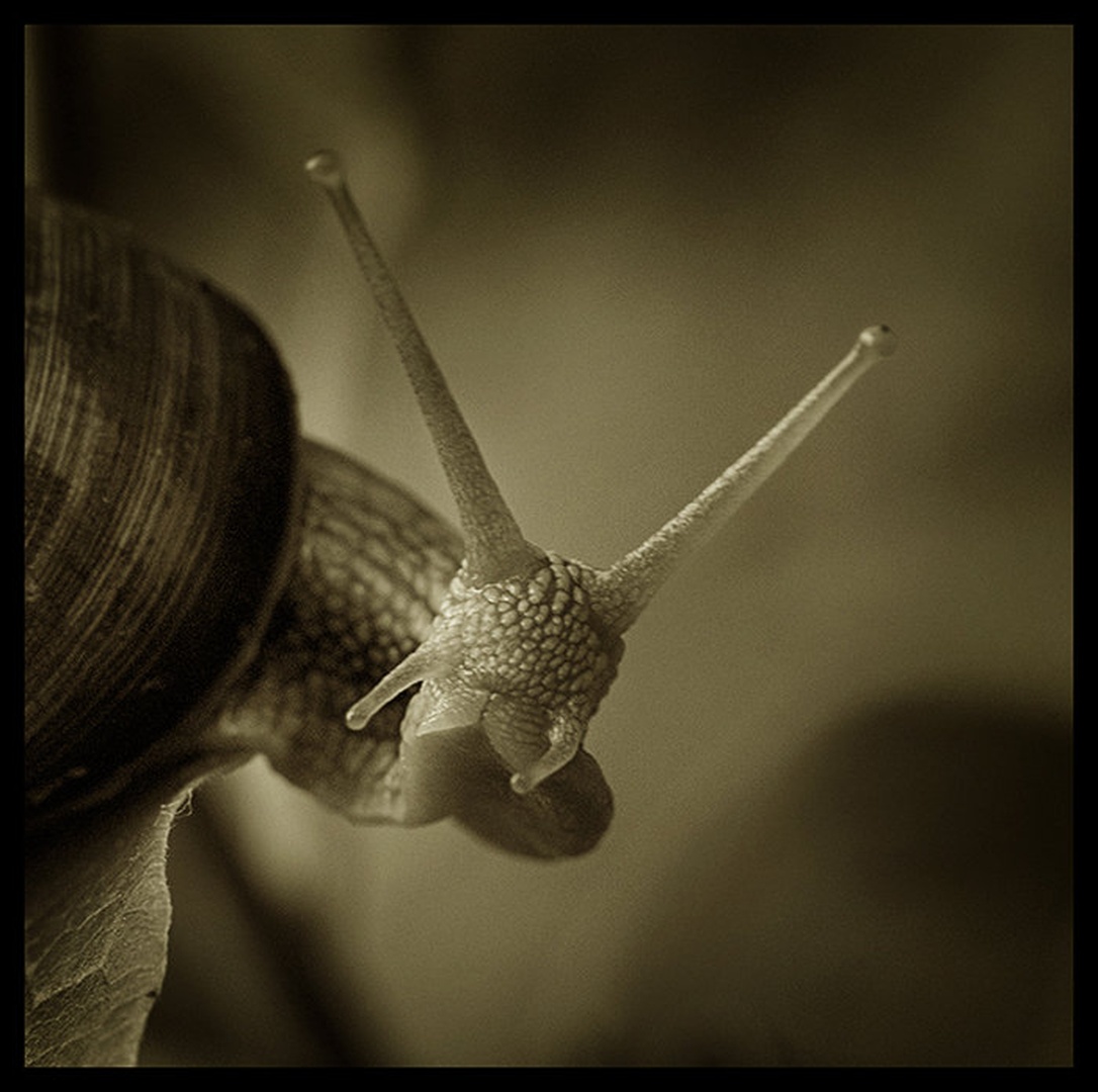 snail is not amused by