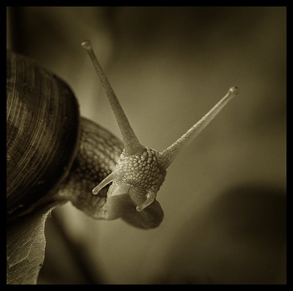 snail is not amused by jari