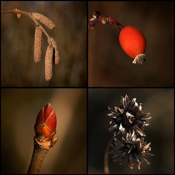 snowless winter by jari