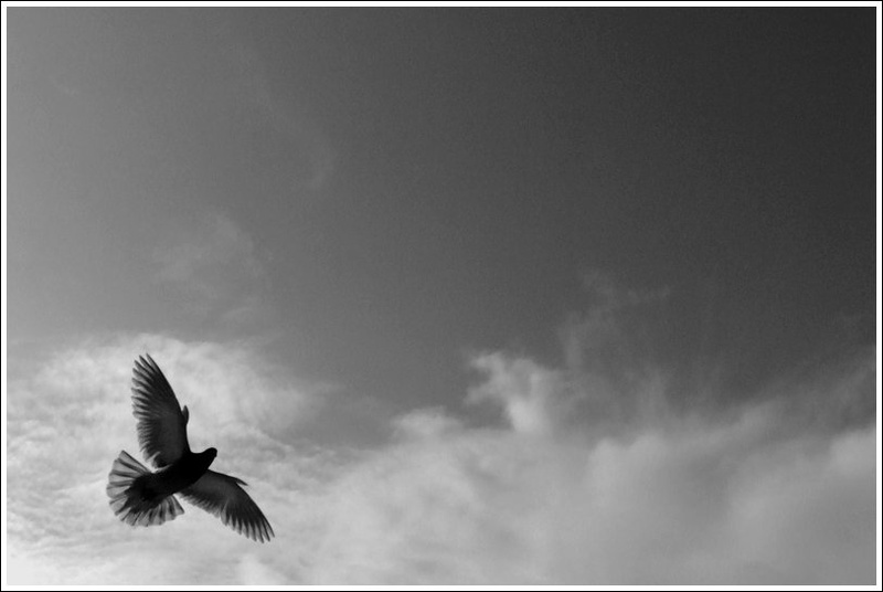 Flying Angel by Blaž Carli