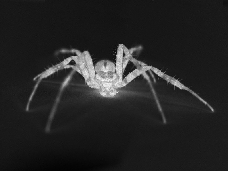Spider after atomic war by Mitja
