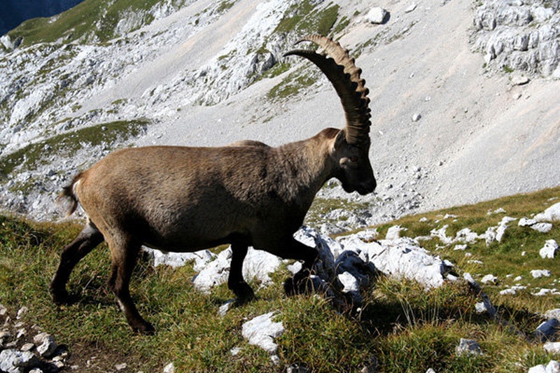 kozorog by dušan nemeček