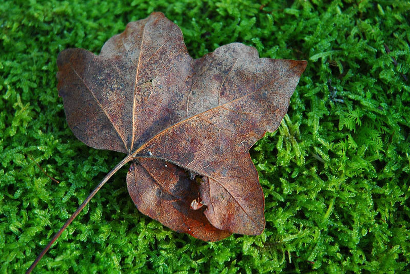 Oblečen v zeleno by Anita Jamšek
