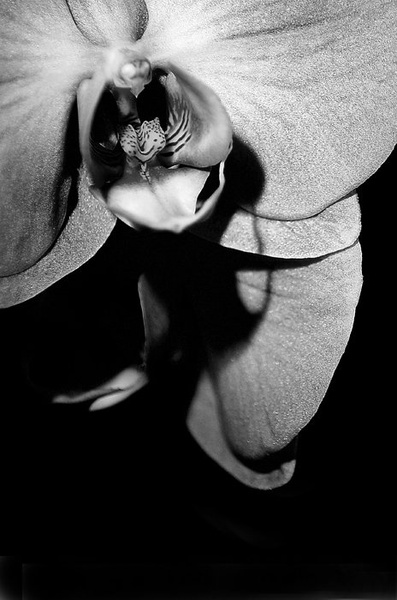Orhideja by .M
