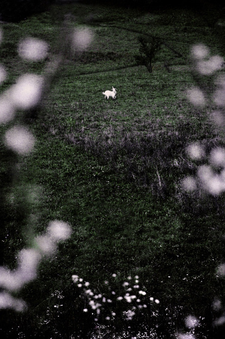 Poslednji samorog by .M