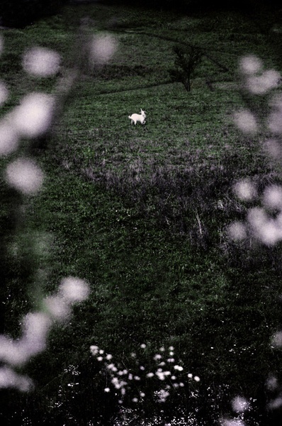 Poslednji samorog by .M