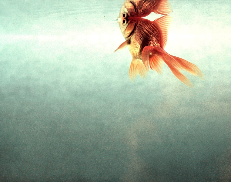 pisces by .M