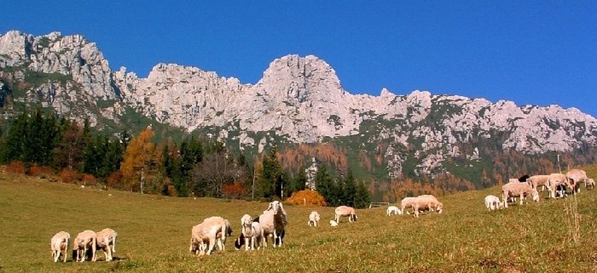 ovčke pod Peco by