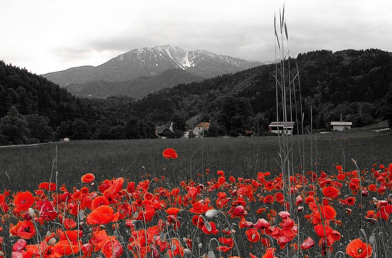 Poljana by