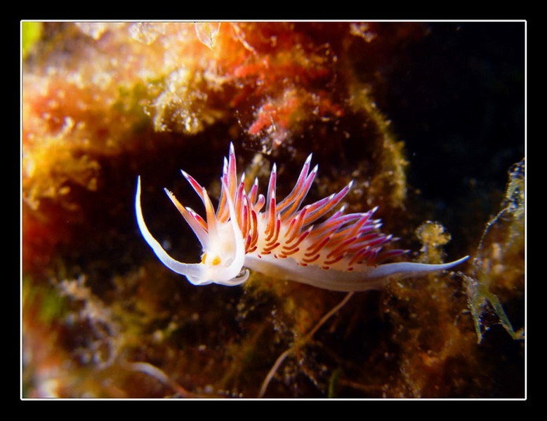 colors of the sea by M