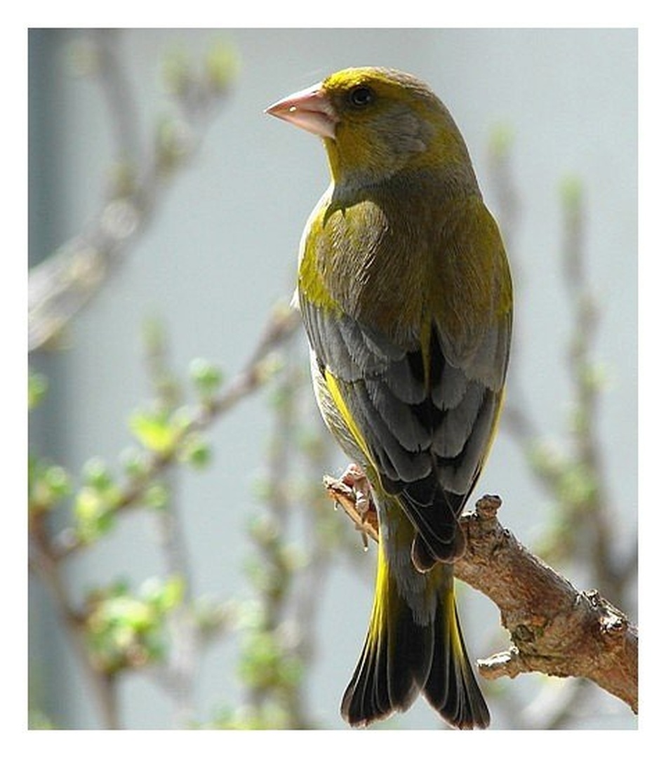 Kako lep dan. by Marjan Tancer
