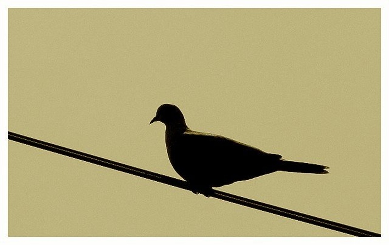 Silhueta grlice. by Marjan Tancer