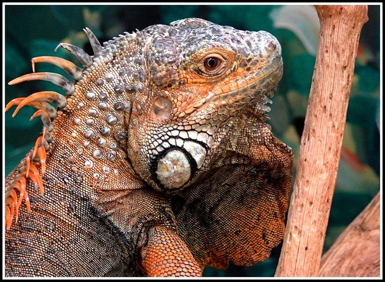 Godzilla. by Marjan Tancer