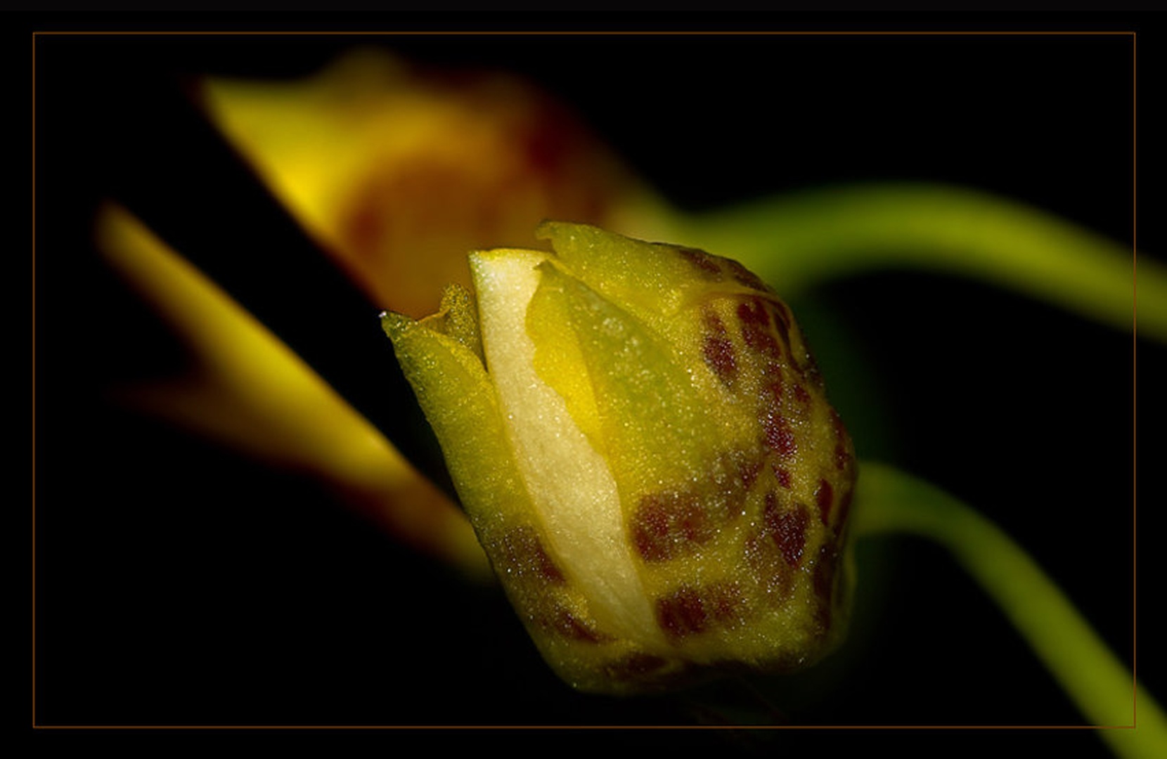 cvet mladosti by urh_tomaz