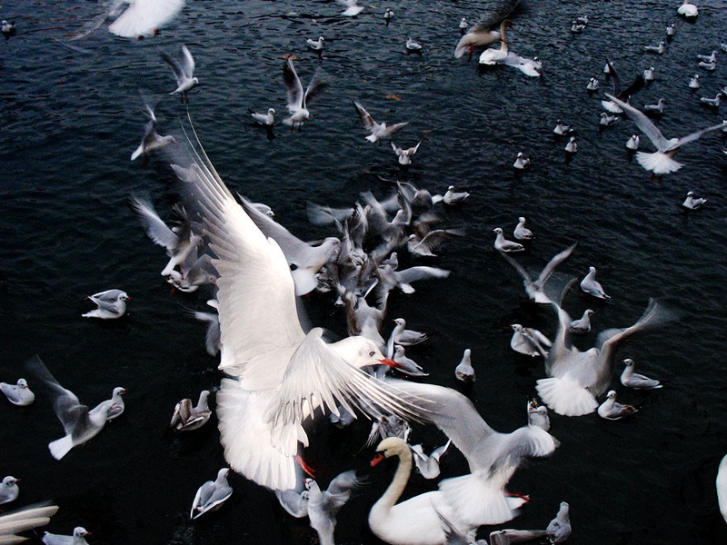 Flock by Krunoslav Bejuk