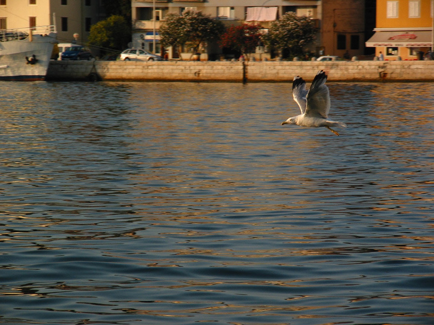 Galeb by