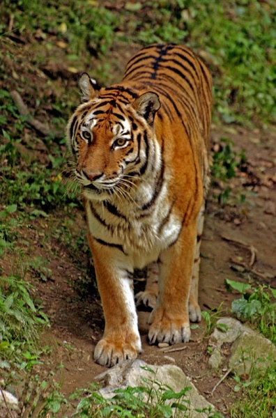 Big Cat by Jackson
